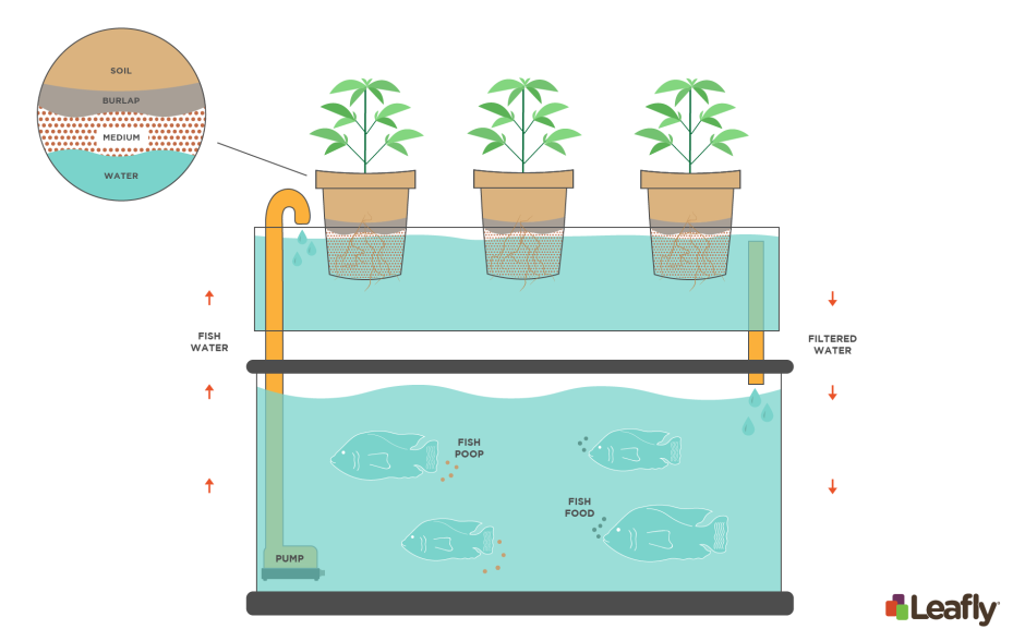 Aquaponics System