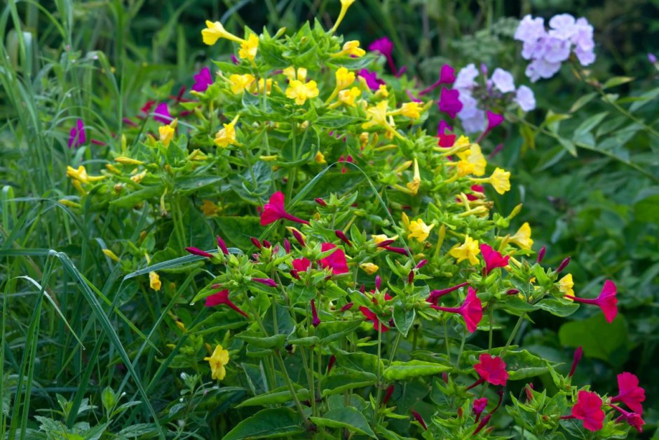 Мирабилис цветок