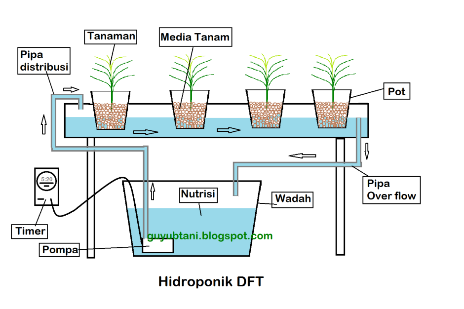 Как вырастить коноплю схема гидропоники