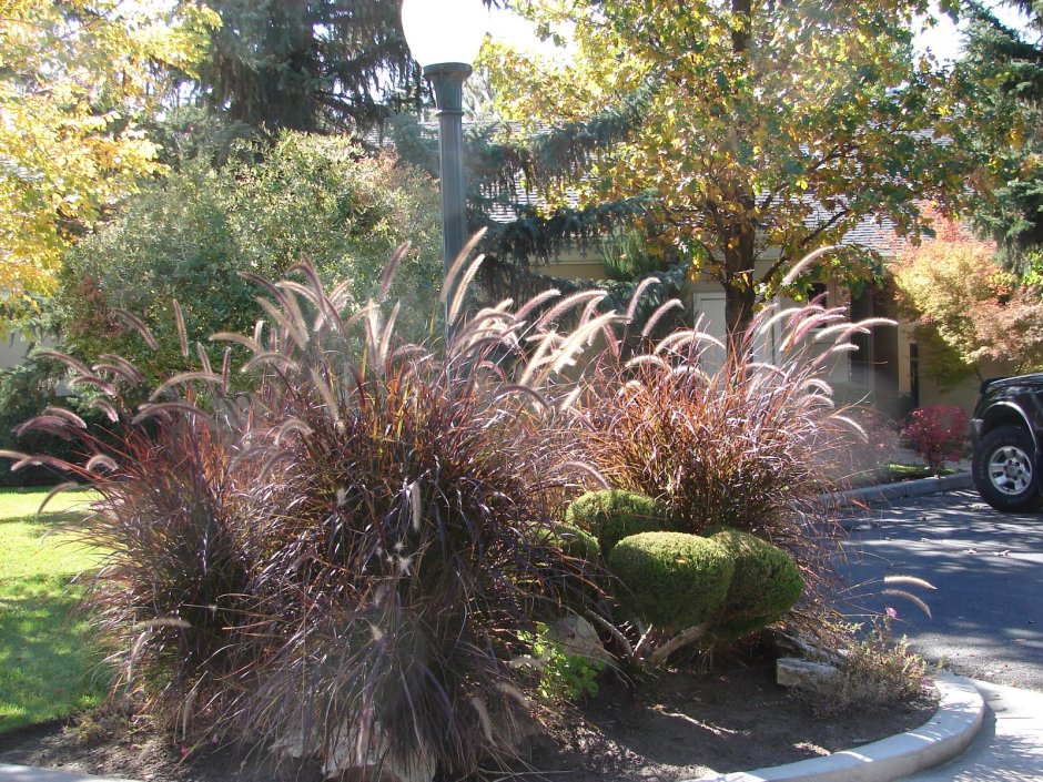 Pennisetum setaceum (Purple Fountain grass)