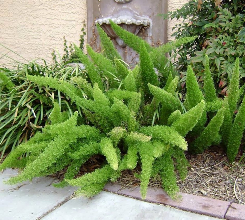Foxtail Fern