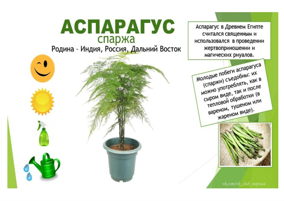Рокарий схема посадки растений