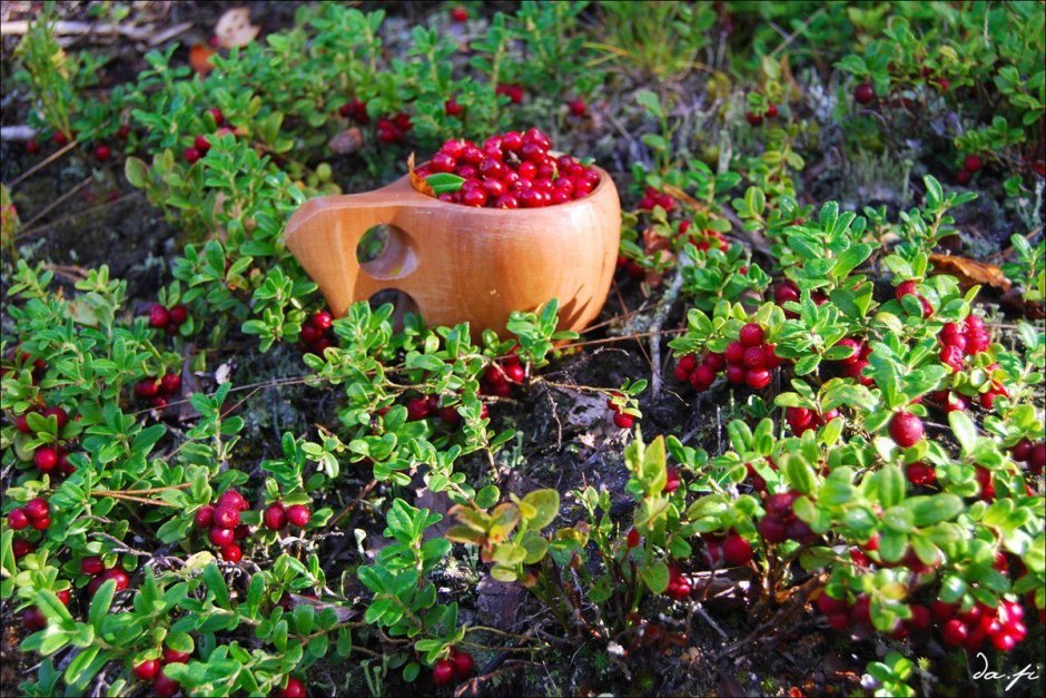 Сибирская ягода брусника
