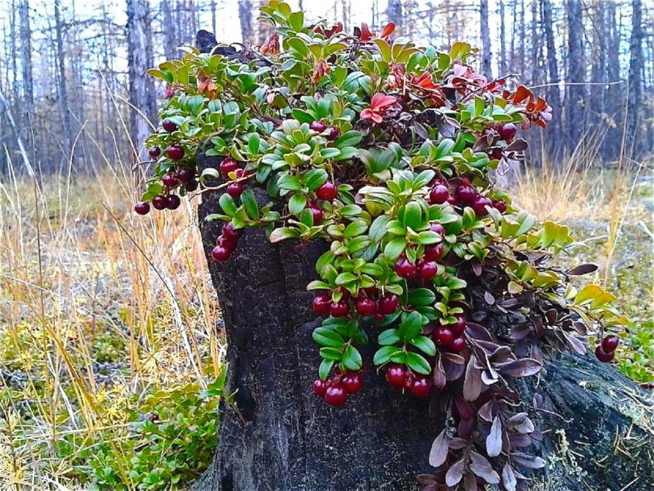 Двор с парком