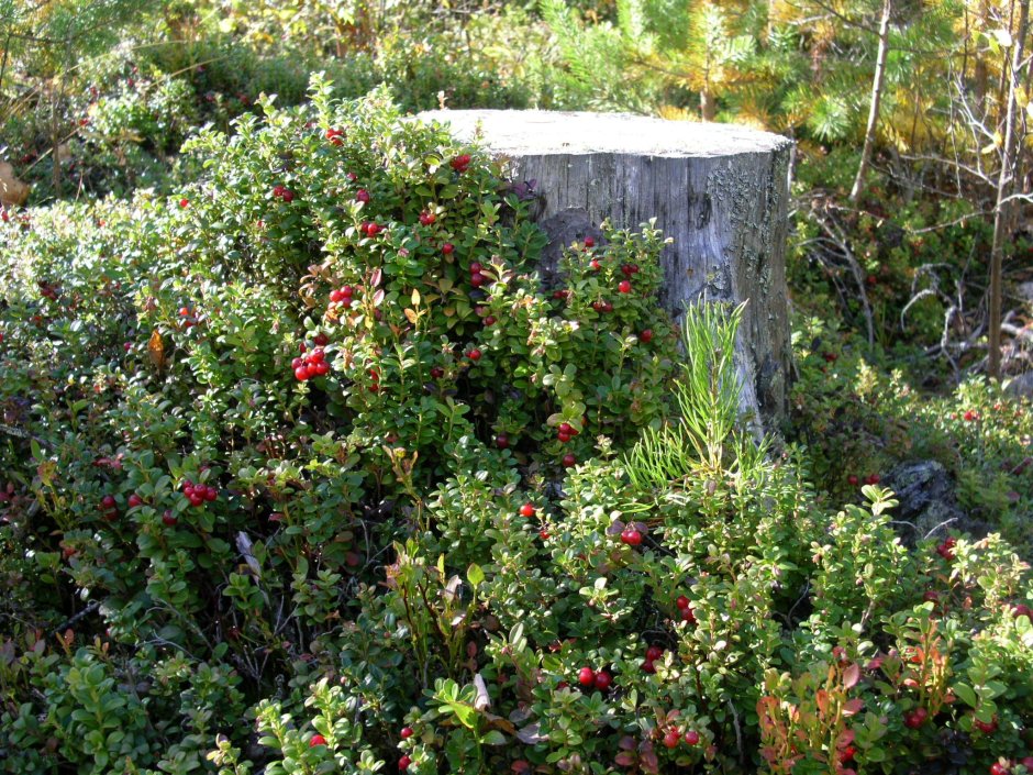 Брусника (Lingonberry) в ландшафте