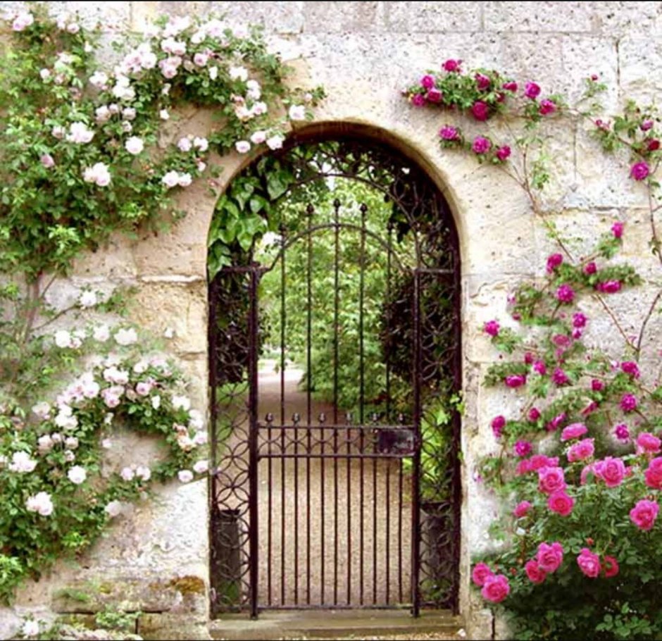 Гарден гейт (Garden Gate) плетистая