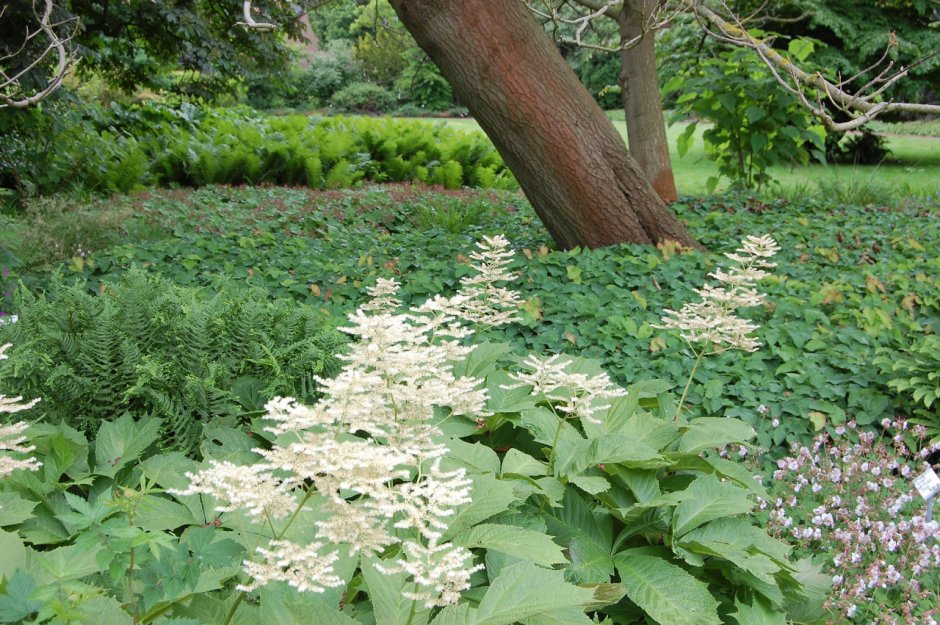 Роджерсия aesculifolia