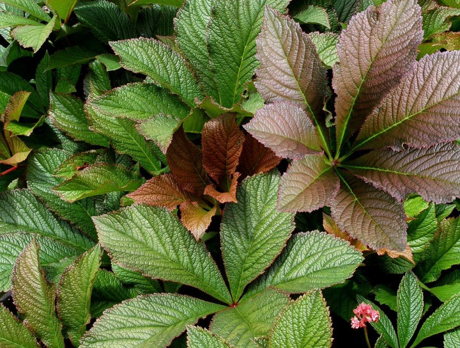 Роджерсия aesculifolia