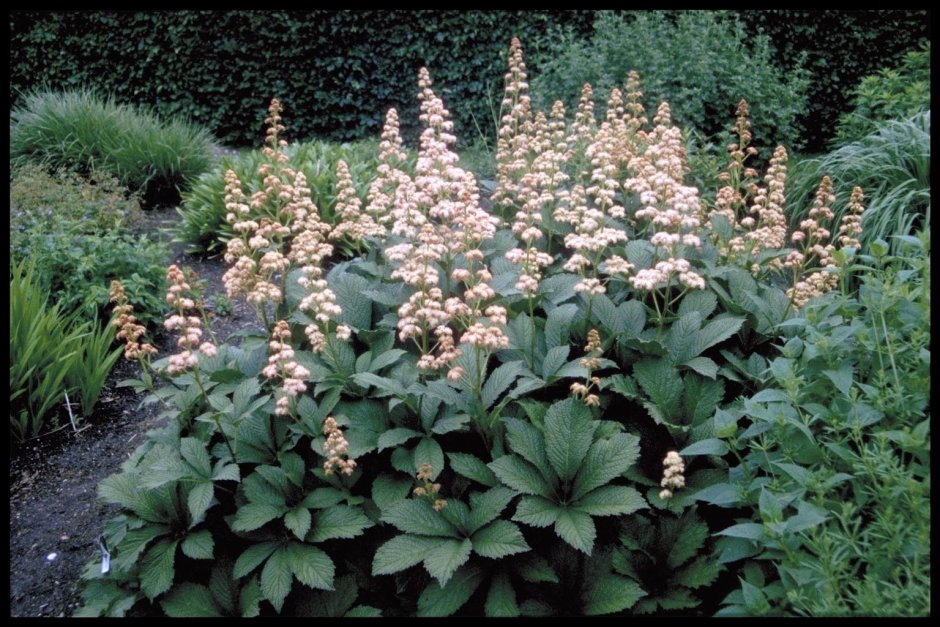 Роджерсия конскокаштанолистная (Rodgersia aesculifolia)