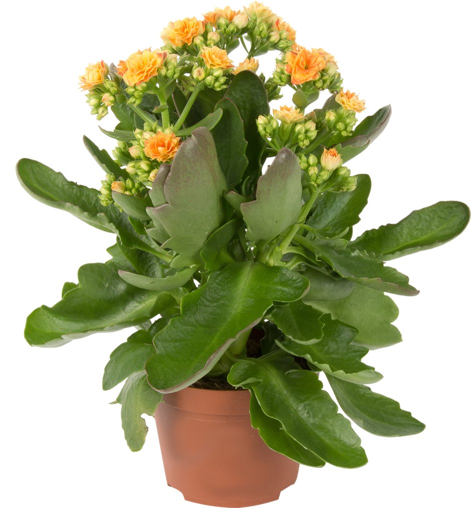 Kalanchoe Турсифлора