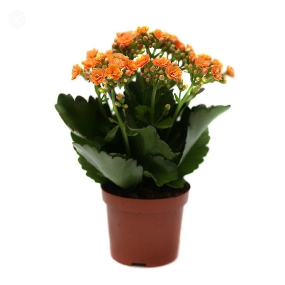 Каланхоэ бэаувэрди (Kalanchoe beauverdii)