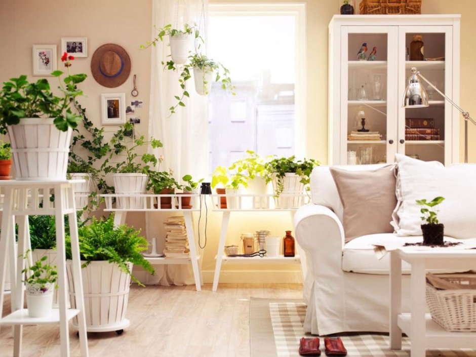 Kalanchoe цветок ikea
