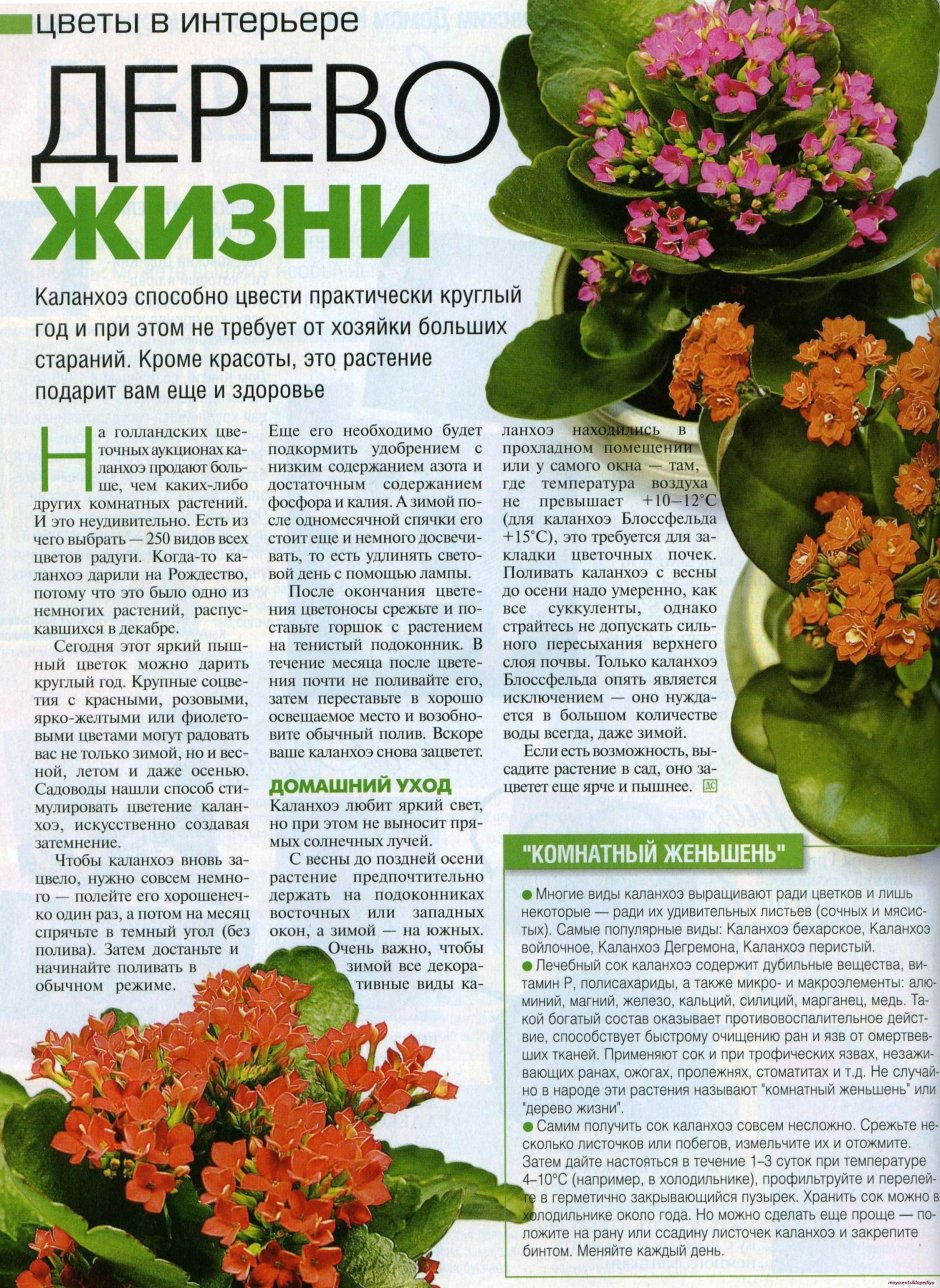 Каланхоэ бразильское