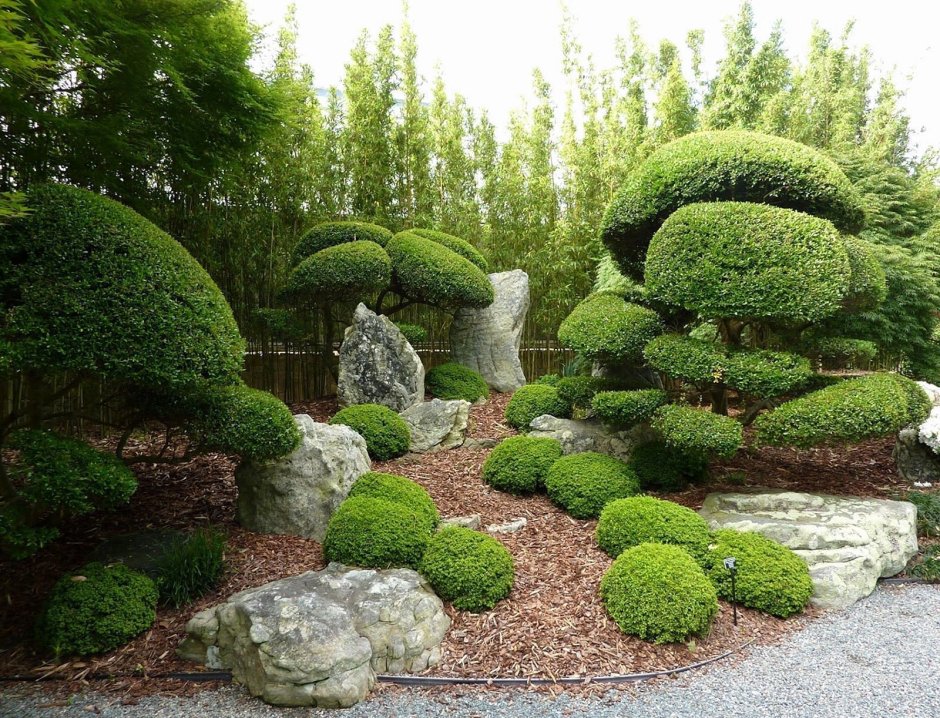 Японский сад самшит