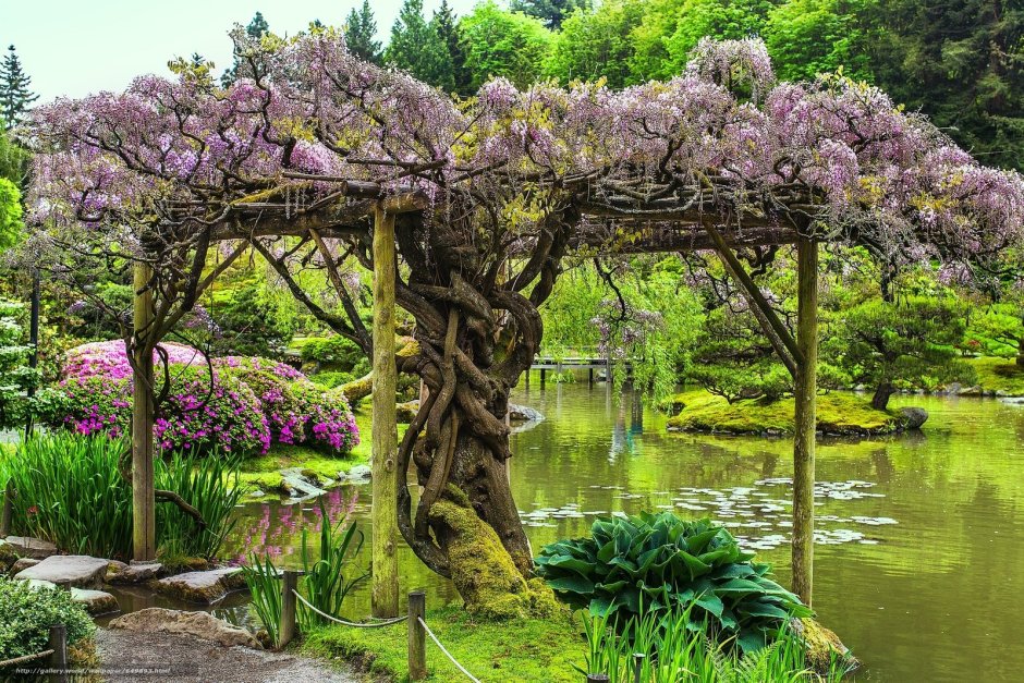 Японский сад ландшафтный дизайн Глициния