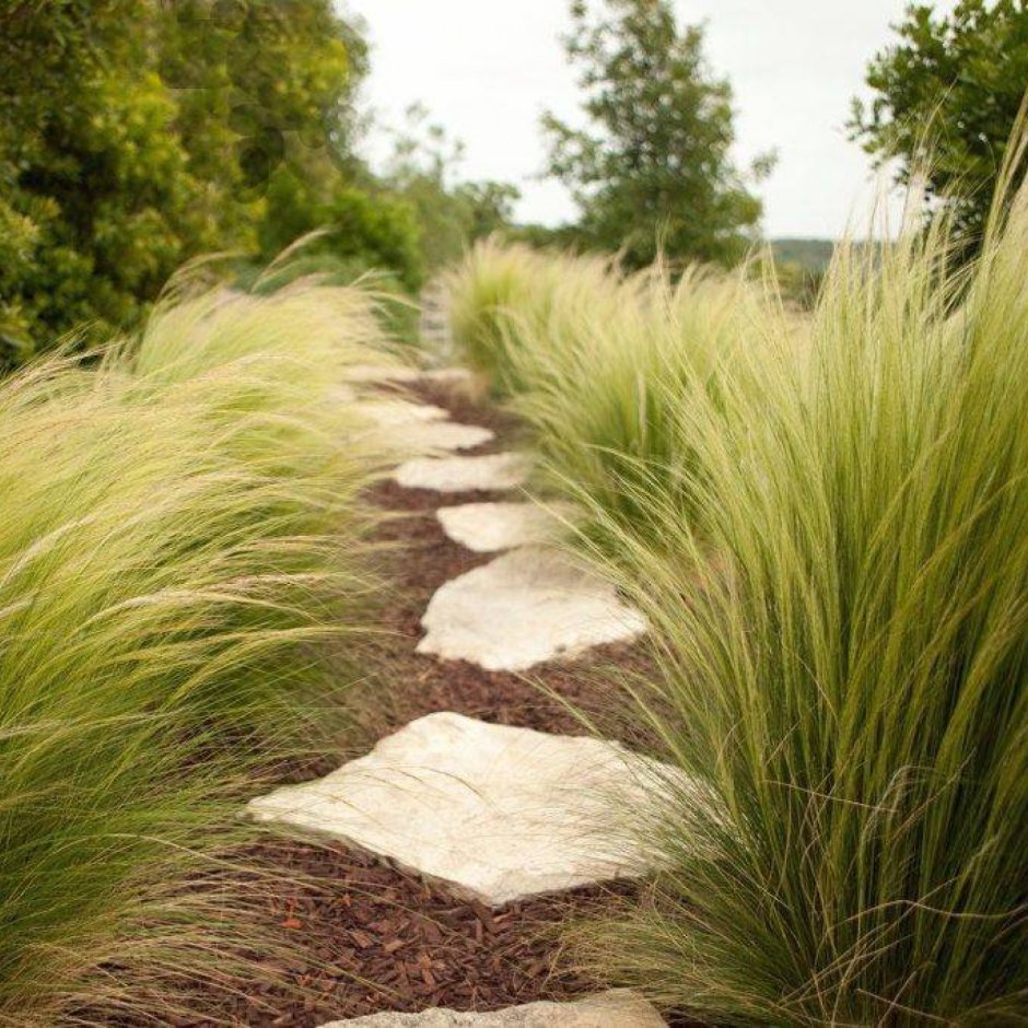 Ковыль тончайший (Stipa tenuissima) "Angel hair"