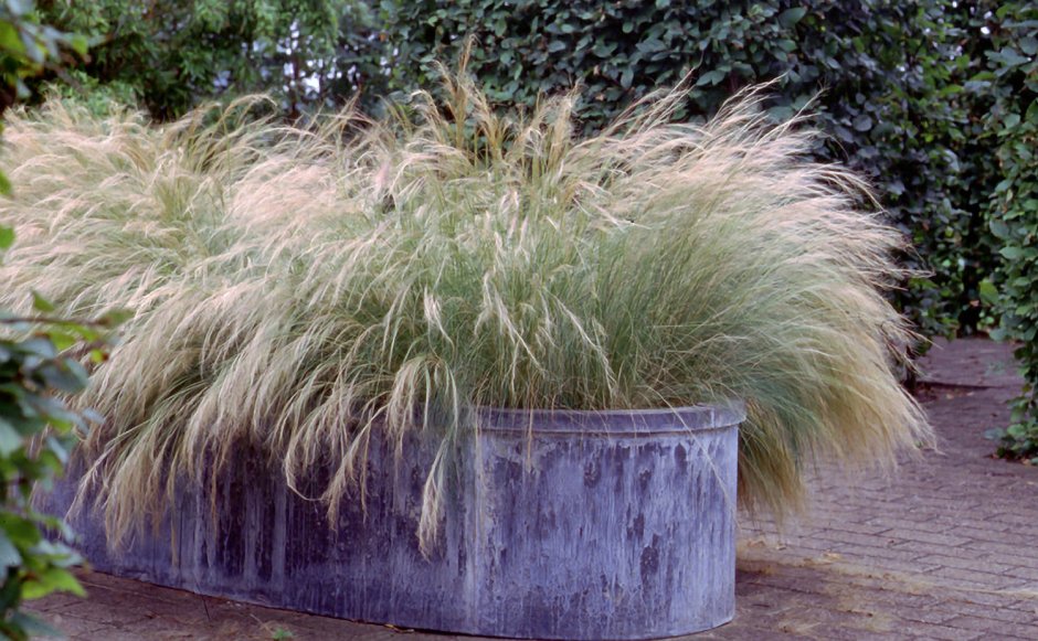 Ковыль тончайший (Stipa tenuissima)