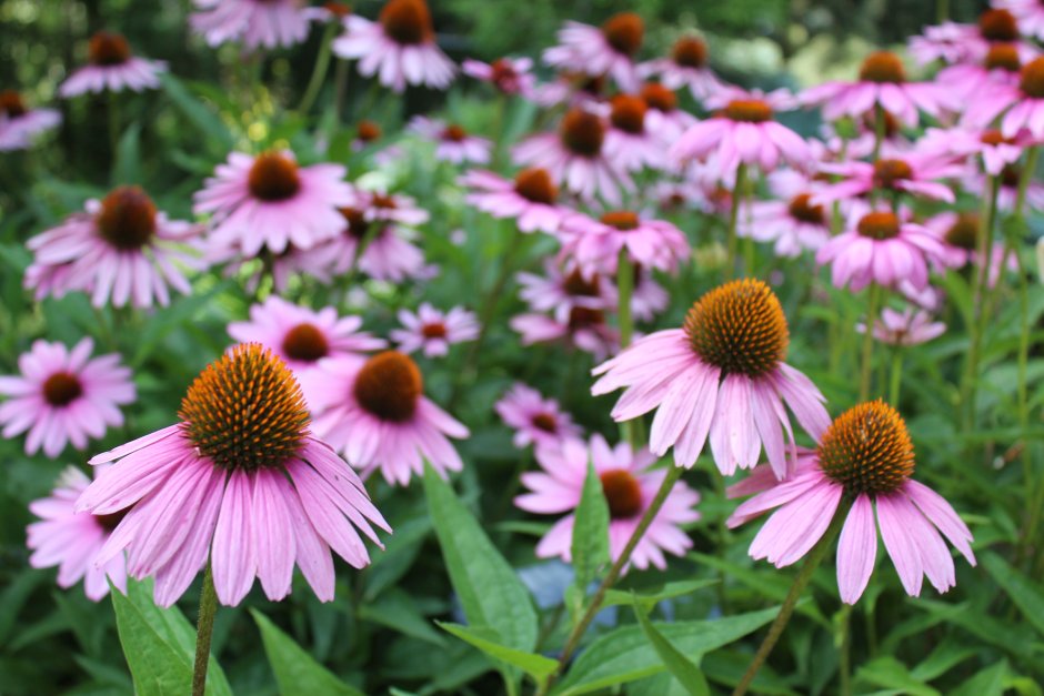 Эхинацея Echinacea big Kahuna