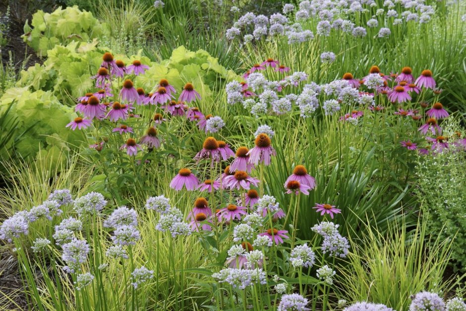 Echinacea angustifolia