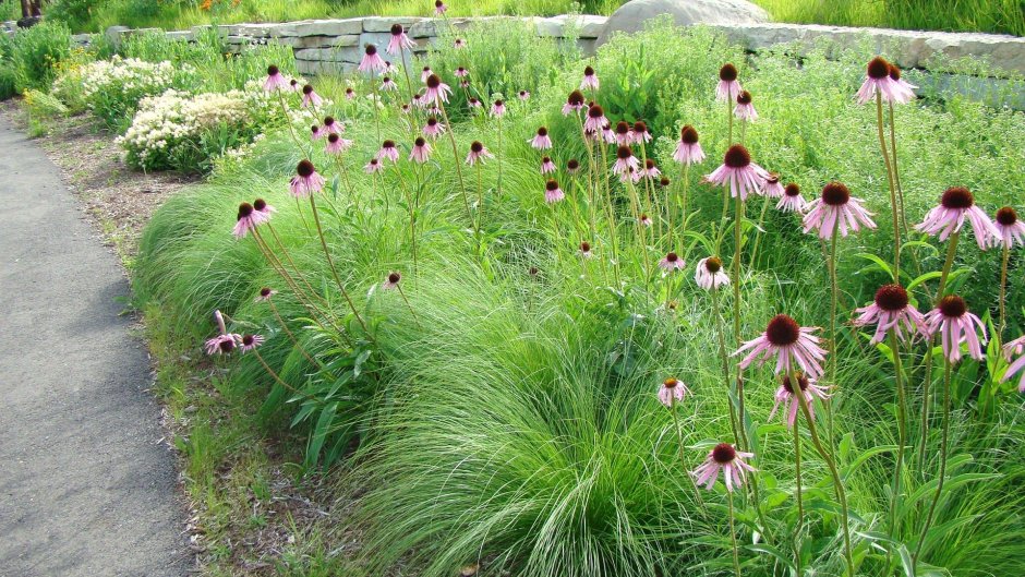 Эхинацея пурпурная (Echinacea purpurea `Bravado Rose`)