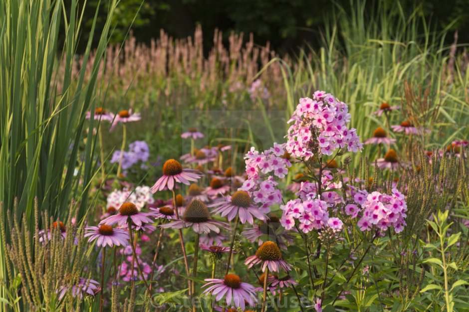 Summer Plants for sale
