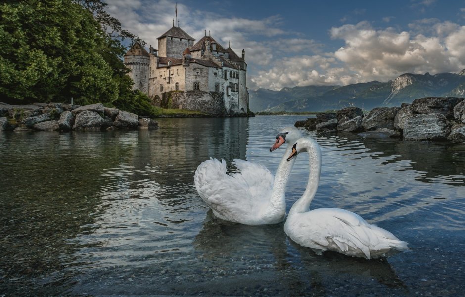 Швейцария лебеди на озере