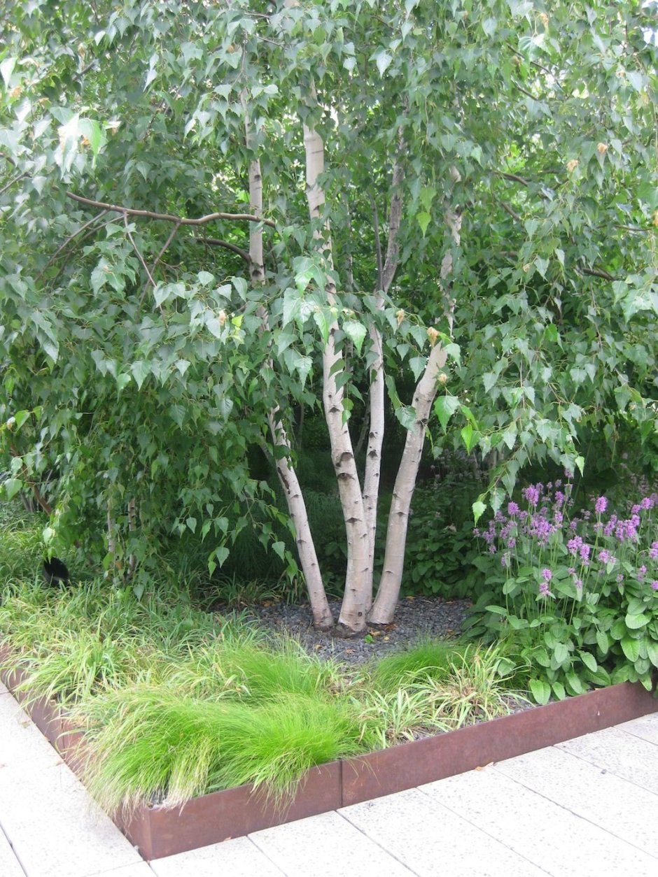 Betula utilis jacquemontii
