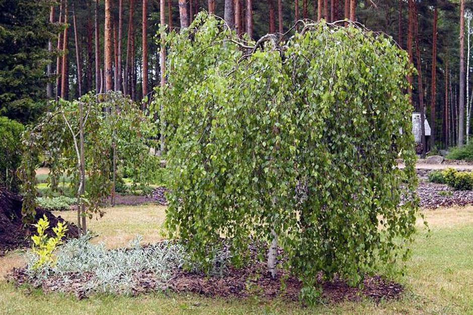 Ландшафт под берёзой