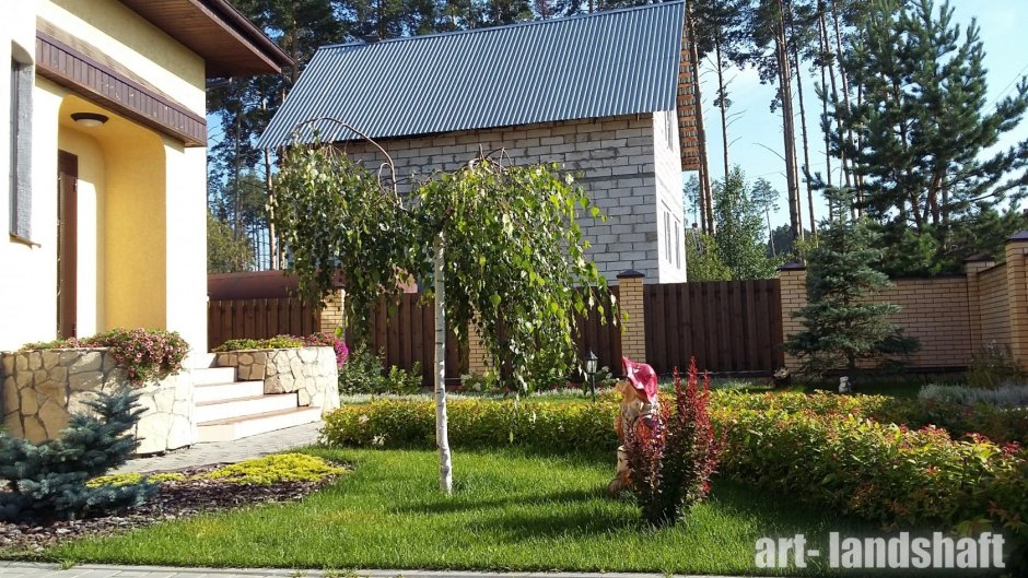 Береза в ландшафтном дизайне