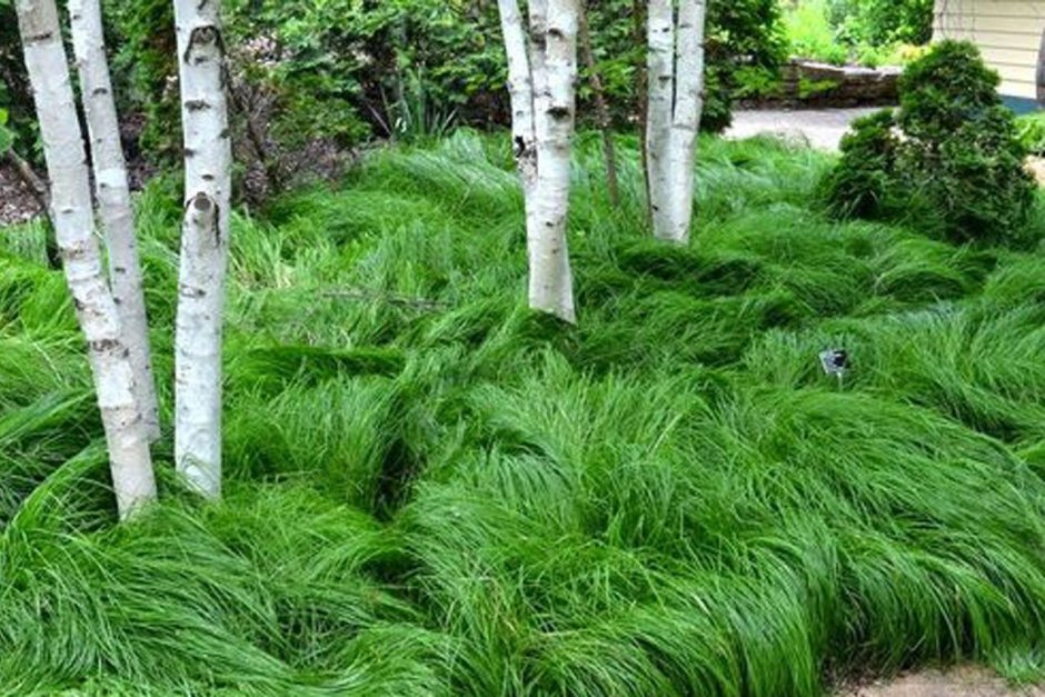 Береза повислая Юнги Betula pendula Youngii