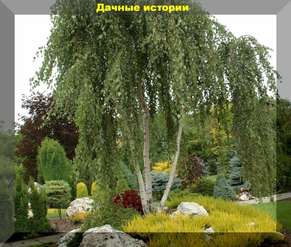 Береза Жакмана в ландшафтном дизайне