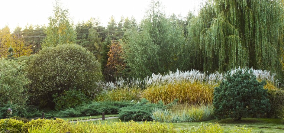 Береза повислая Юнги Betula pendula Youngii