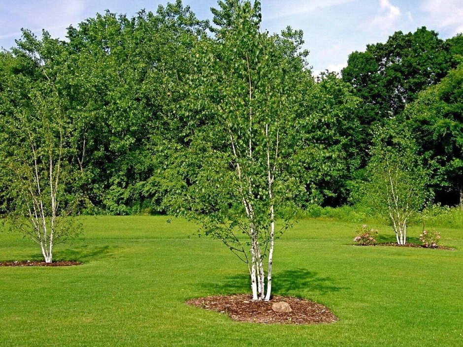 Береза повислая Юнги Betula pendula Youngii