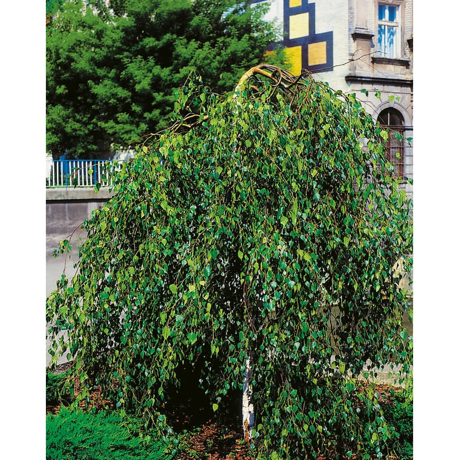 Береза повислая Юнги Betula pendula Youngii