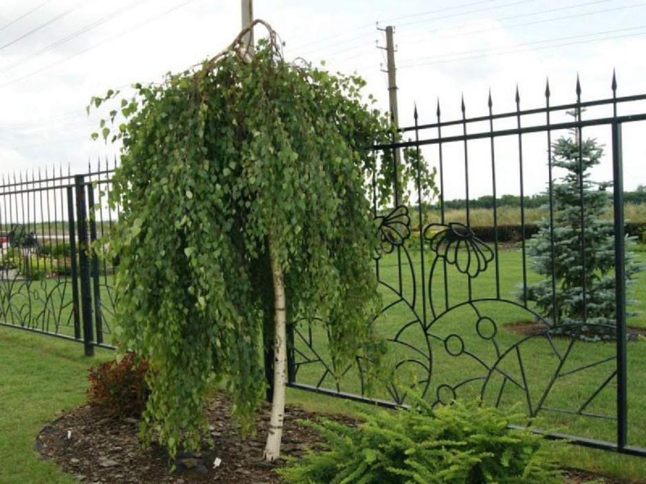Береза повислая Betula pendula “Youngii”