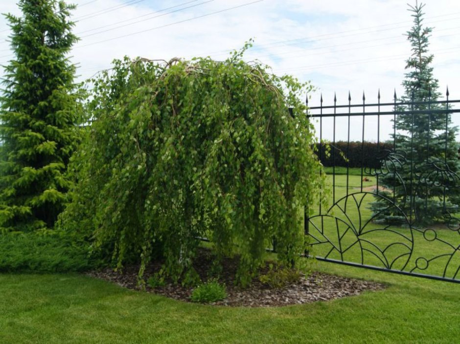 Береза повислая Weeping Birch