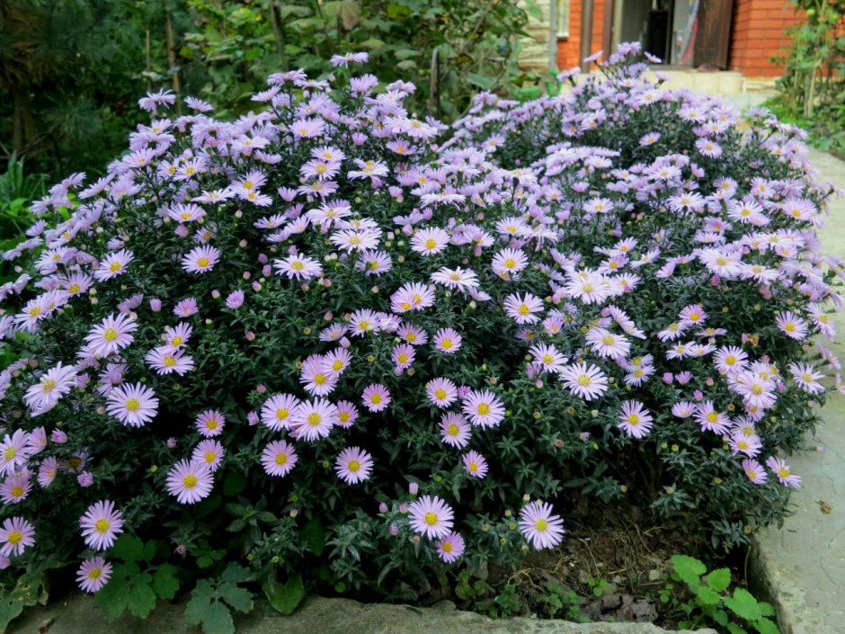 Астра многолетняя кустарниковая (Aster dumosus)