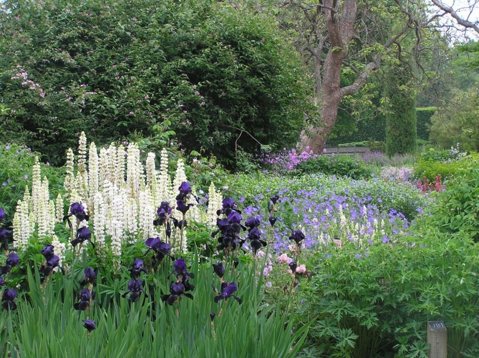 Вероникаструм виргинский (Veronicastrum virginicum)