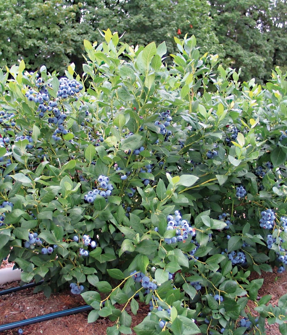 Планировка клумбы