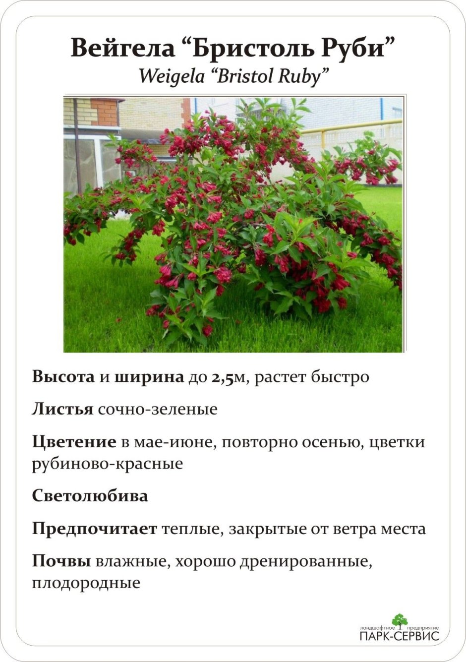 Вейгела на дачном участке