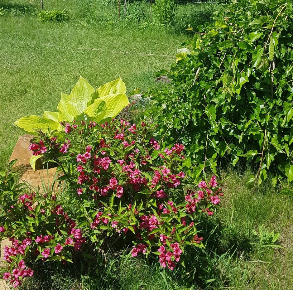 Вейгела фото и описание кустарника высота