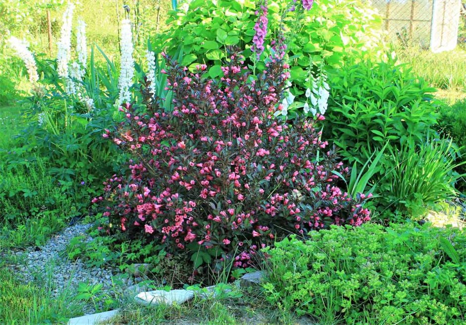 Вейгела Red Prince