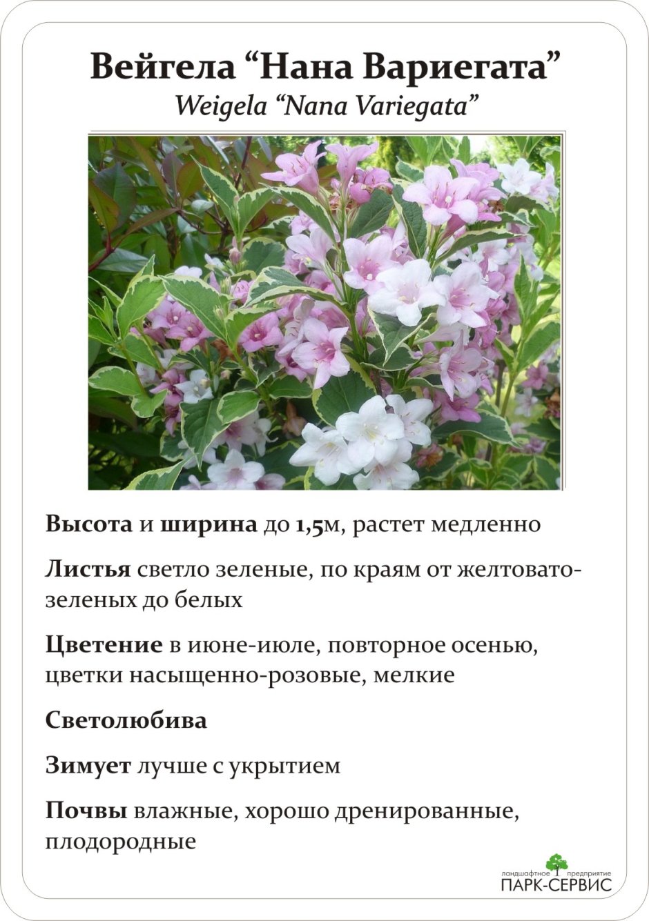 Спирея вейгела белая