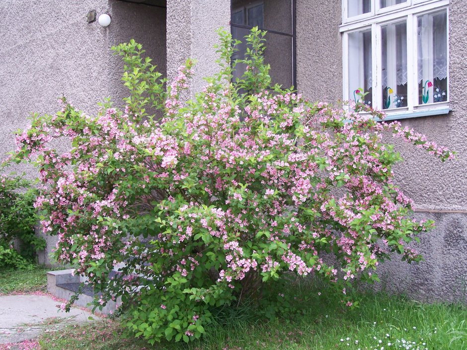 Вейгела Флорида Вариегата