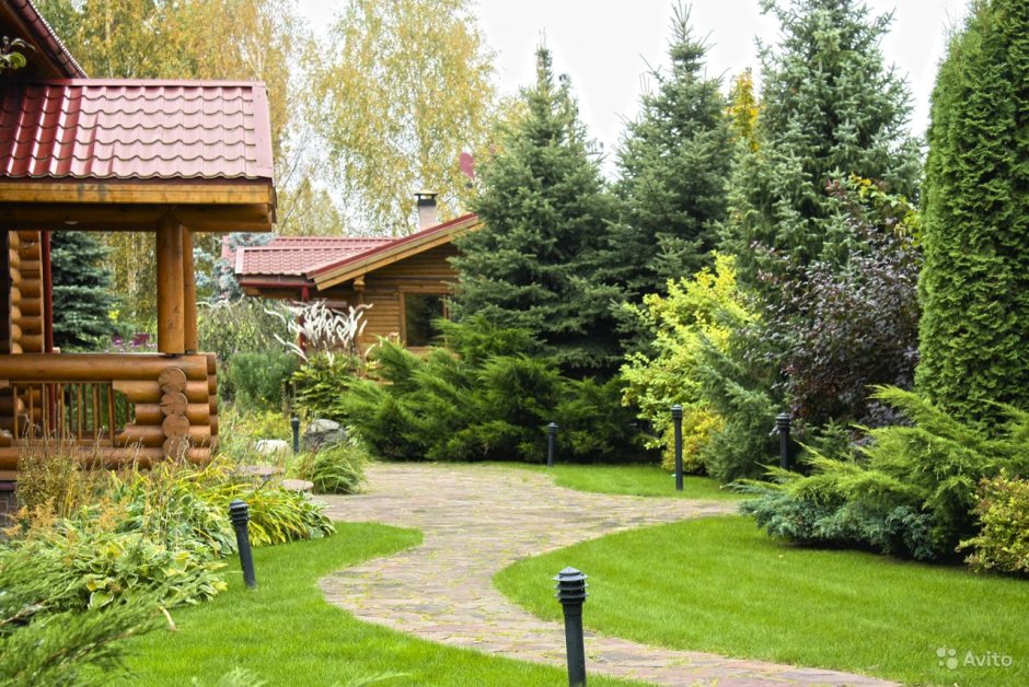 Хвойники в Лесном ландшафте
