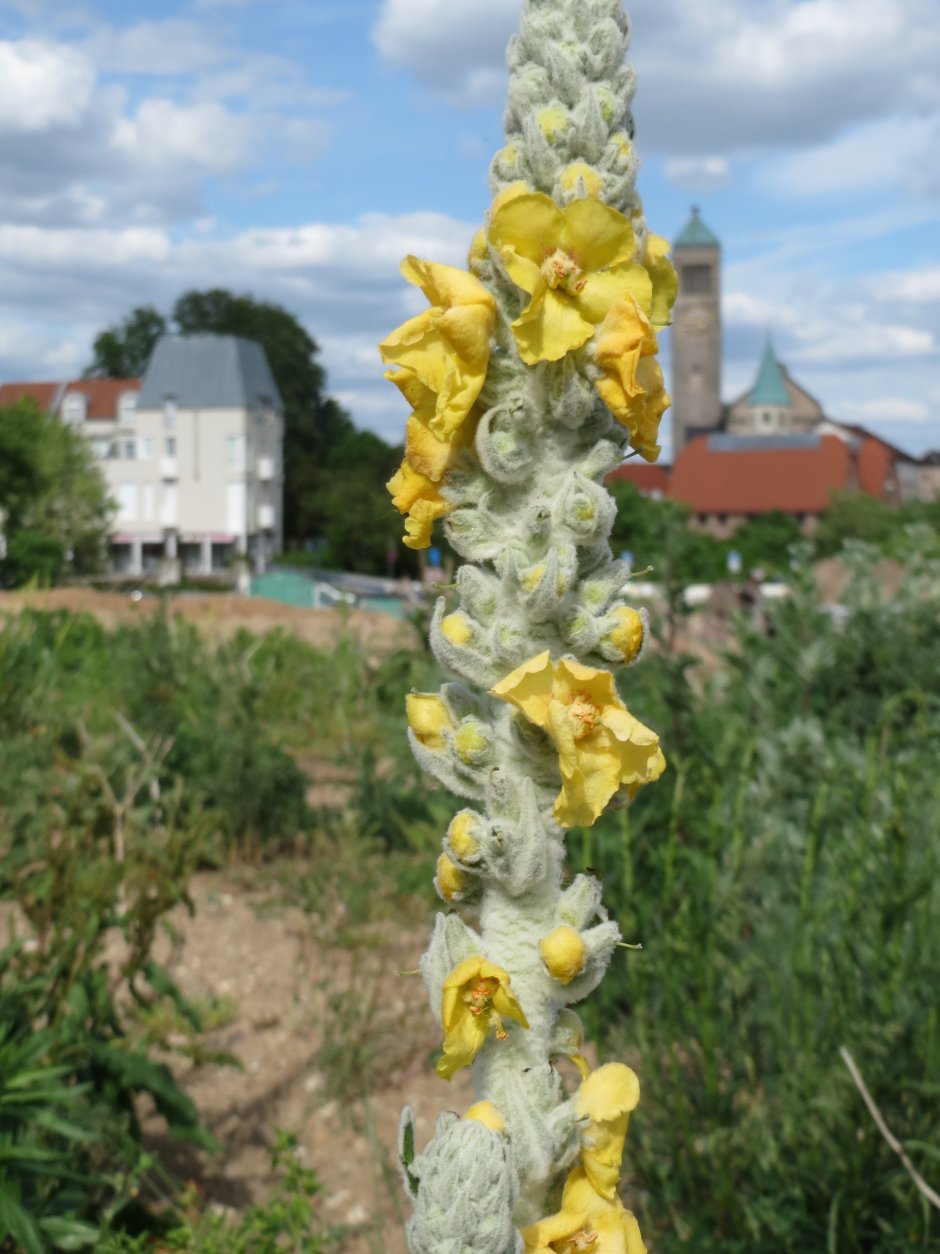 Коровяк (Вербаскум) Царский скипетр в ландшафте