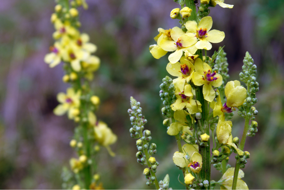 Verbascum chaixii