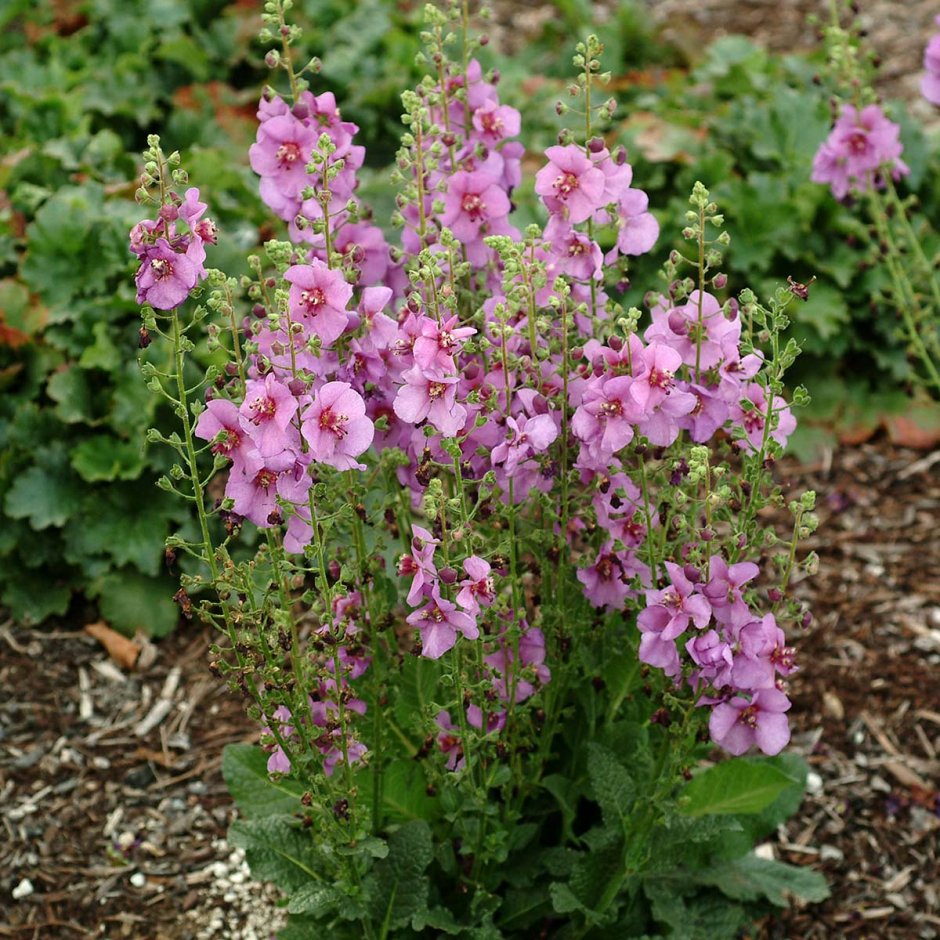 Коровяк фиолетовый (Verbascum phoeniceum)