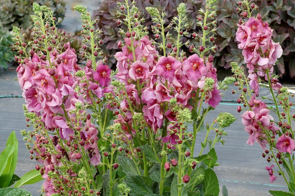 Коровяк (Verbascum) Cotswold Queen