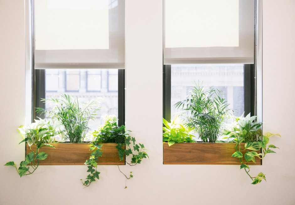 Растения для офиса на подоконник